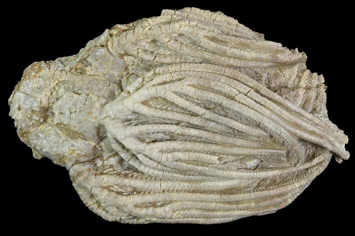 Paradichocrinus Crinoid Fossil - Crawfordsville, Indiana #94503